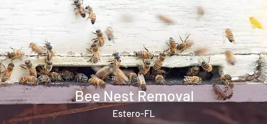 Bee Nest Removal Estero-FL