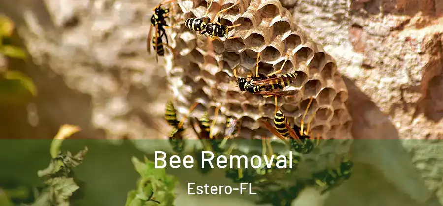 Bee Removal Estero-FL