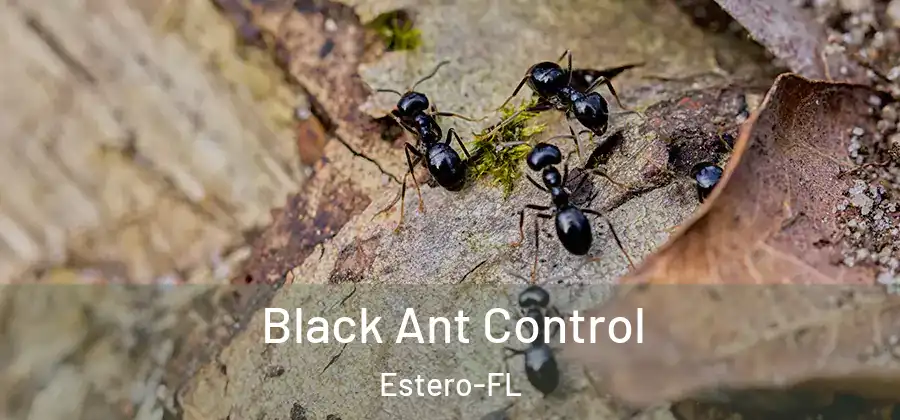 Black Ant Control Estero-FL