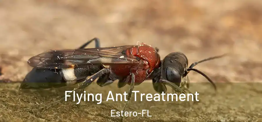  Flying Ant Treatment Estero-FL