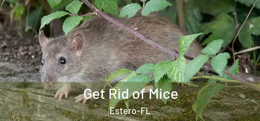 Get Rid of Mice Estero-FL