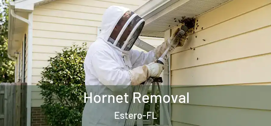 Hornet Removal Estero-FL