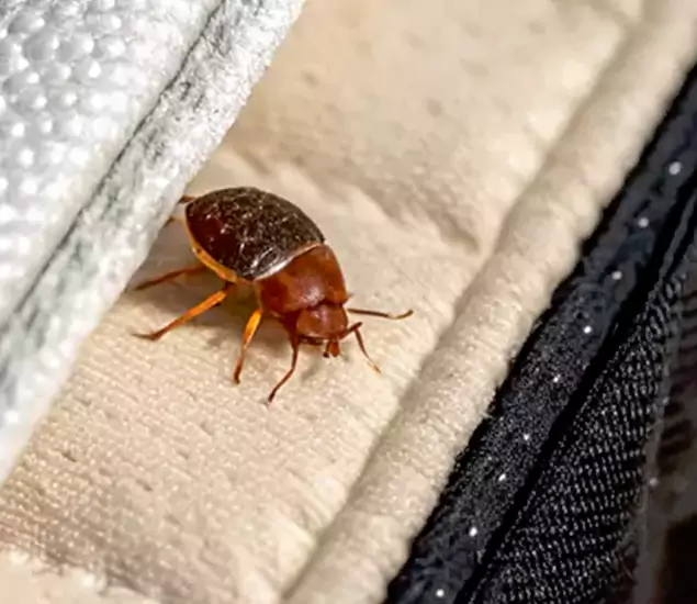 Trusted Bed Bug Prevention Specialists in Estero, FL