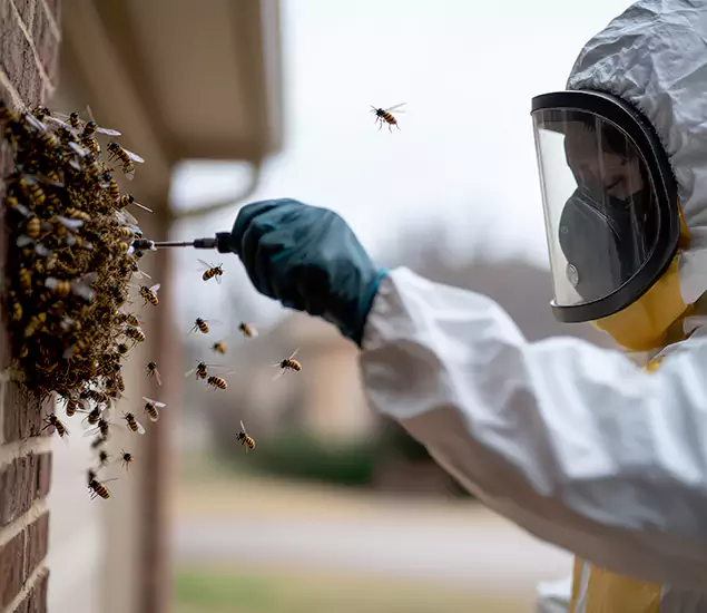 Your Bee Removal Company in Estero, FL