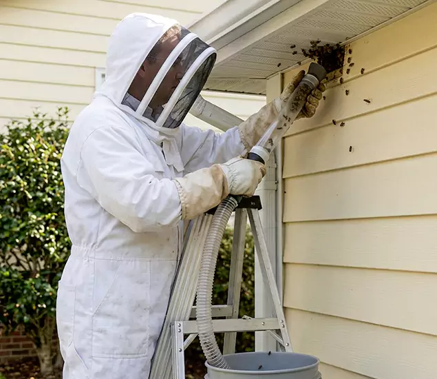 Your Affordable Bee Removal Company in Estero, FL