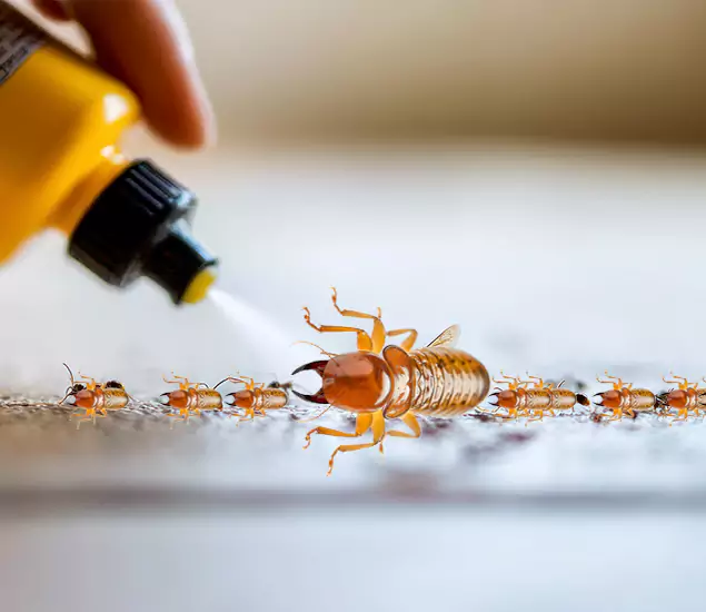 Reliable Bora Care Termite Experts in Estero, FL
