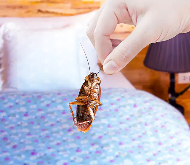 Expert Roach Control Services: Your Cockroach Pest Control in Estero, FL
