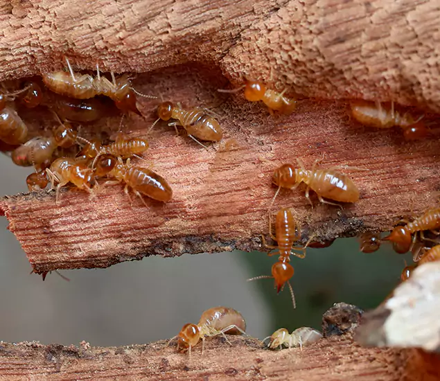 About Our Drywood Termite Treatment Experts in Estero, FL