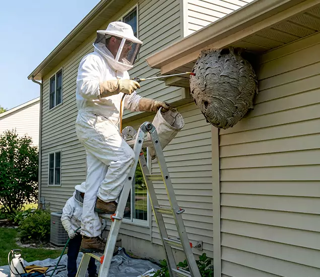 Expert Wasp Nest Removal: Your Local Wasp Nest Removal Company in Estero, FL