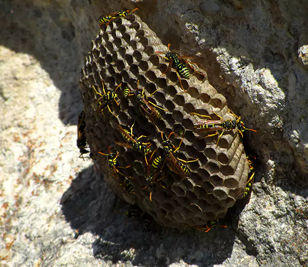 Your Local Hornet Removal Company in Estero, FL