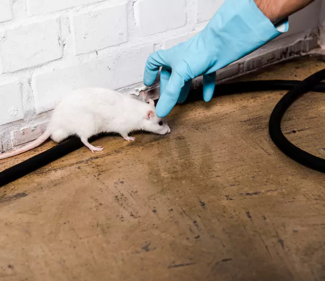 Trusted Mouse Exterminator: Your Rodent Control Company in Estero, FL