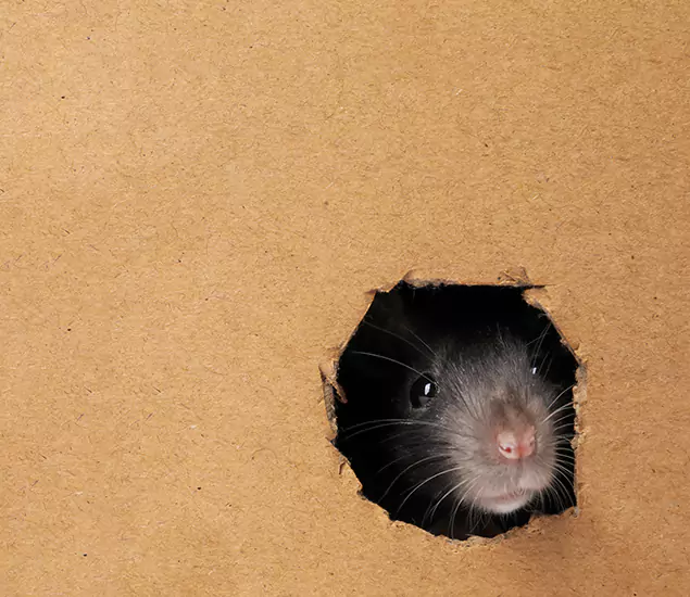 Rats in Attic Removal Experts in Estero, FL