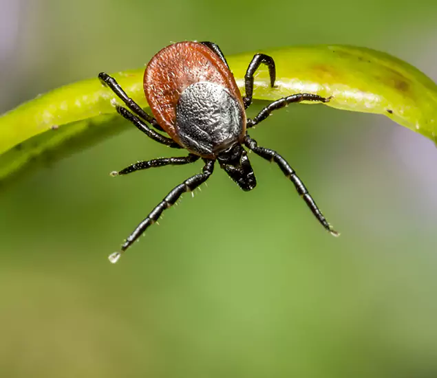 Your Trusted Tick Pest Control in Estero, FL