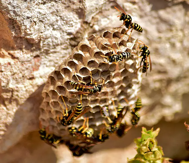 Your Best Wasp Removal Company in Estero, FL
