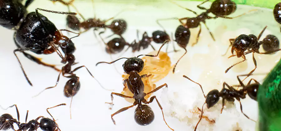 Argentine Ant Barrier Treatment in Estero