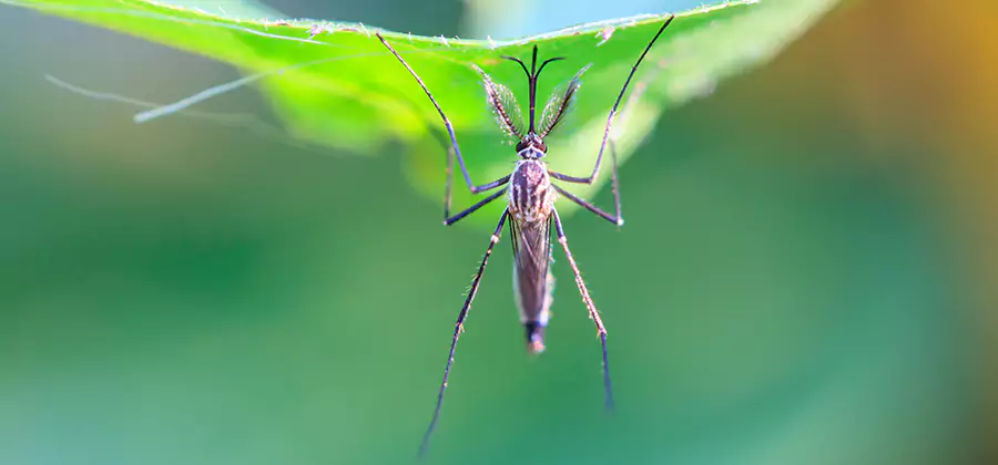 Natural Mosquito Spray for Yard in Estero