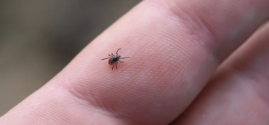 Infection Prevention for Bed Bug Bites in Estero