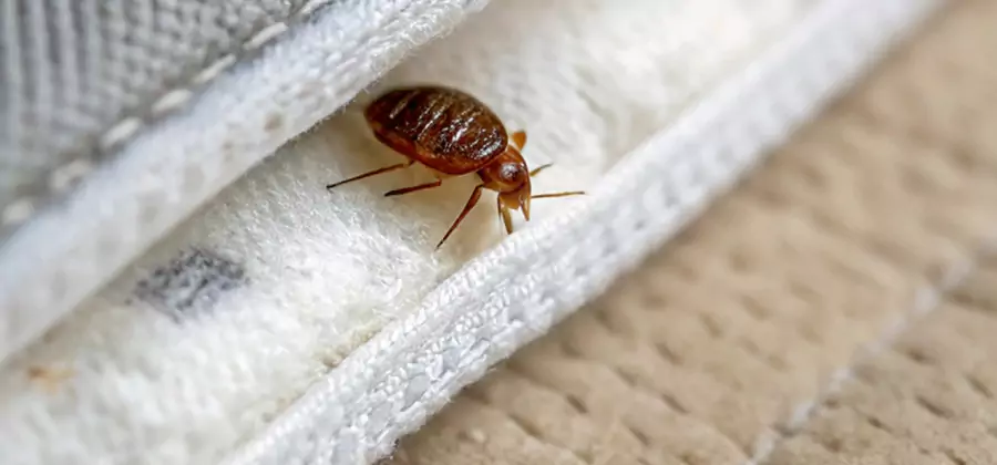 Tenting Bed Bug Fumigation in Estero