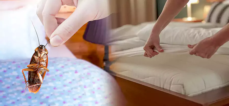 Bed Bug Home Extermination Service in Estero