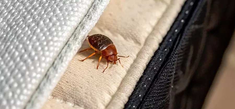 Commercial Bed Bug Control in Estero