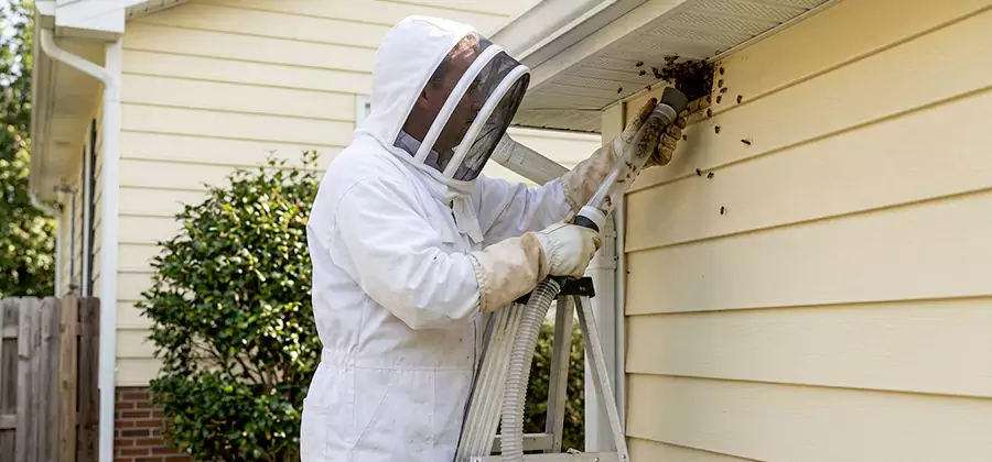Ground Bee Removal in Estero