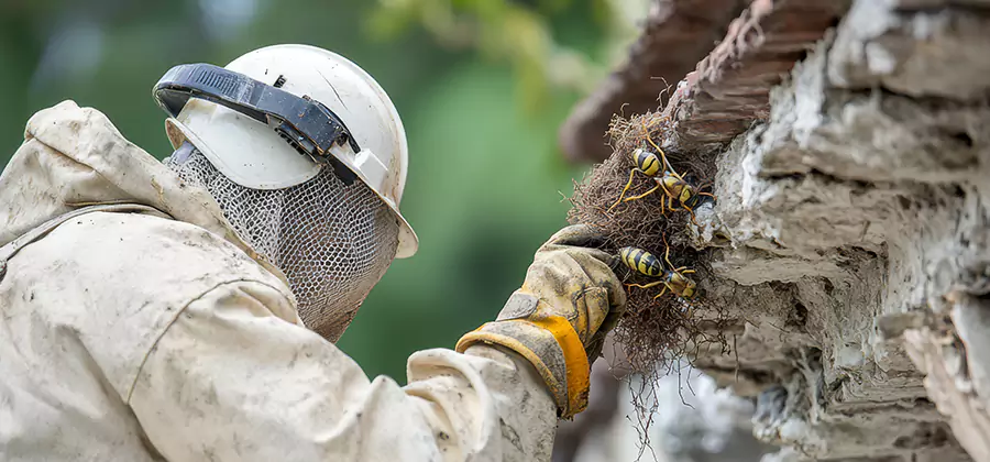 Bee and Wasp Hornet Removal in Estero