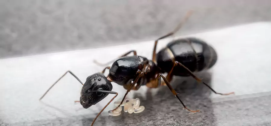 Black Ants in Kitchen Elimination in Estero