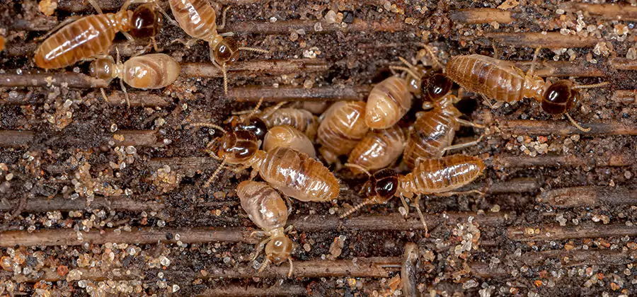 Bora Care Residential Termite Control in Estero