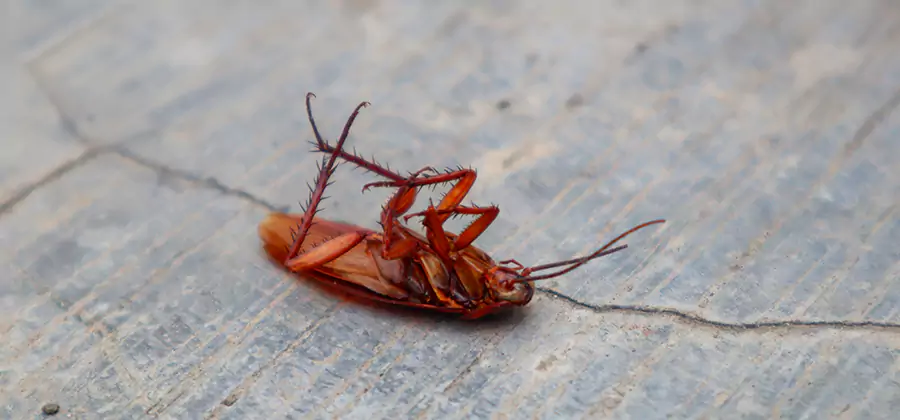 Cockroach Eradication for Commercial Properties in Estero