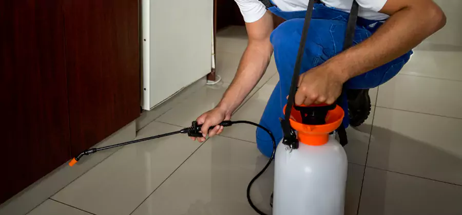 Palmetto Bug Exterminator in Estero