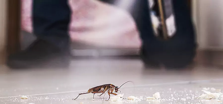 Roach House Treatment Estero