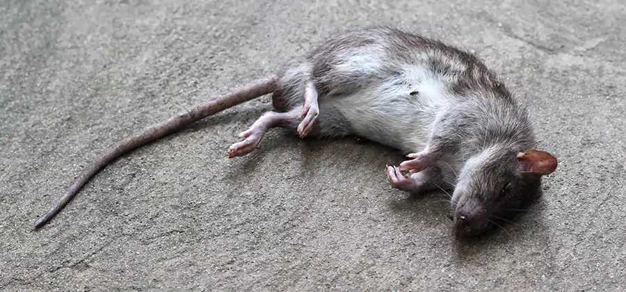 Dead Rat Disposal in Estero