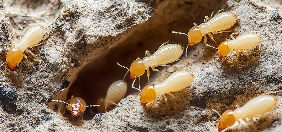 Termite Exterminator Services in Estero