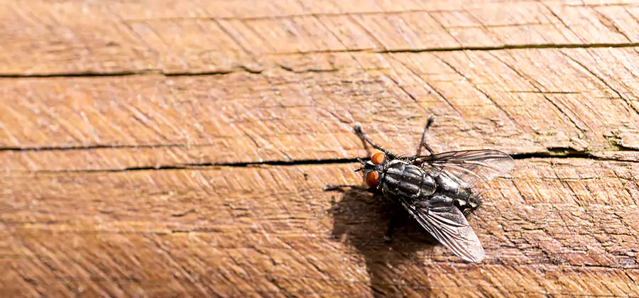 Flying Ant Barrier Treatment in Estero