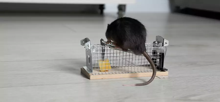Mice in Attic Removal Estero