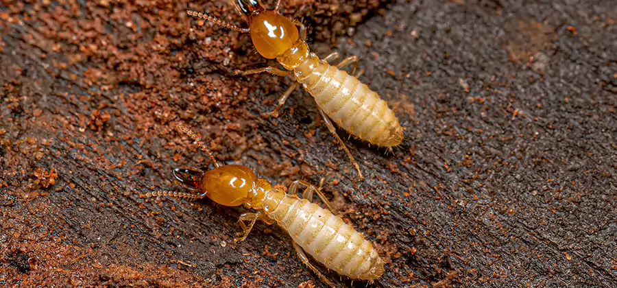 Structural Heat Termite Treatment in Estero