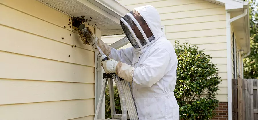 Wasp Nest in Wall Removal in Estero