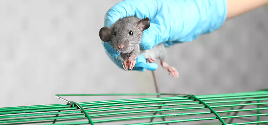 Humane Rat Trapping in Estero