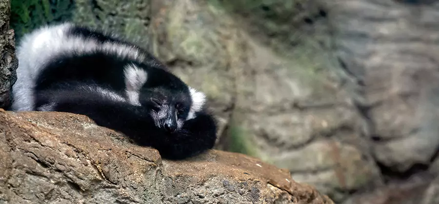 Humane Skunk Removal in Estero