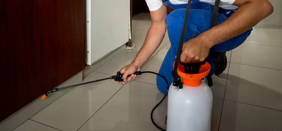 Indoor Insect Killer Solutions in Estero