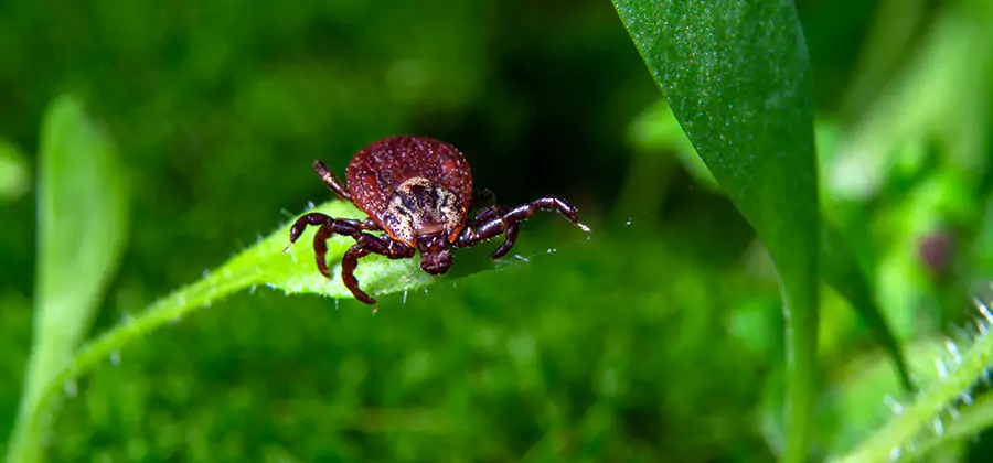 Tick Prevention for Yard in Estero