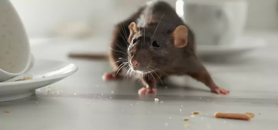 Rodent Feces Removal in Estero