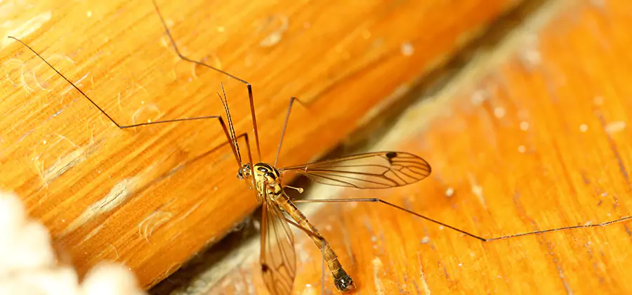 Exterior Mosquito Control in Estero
