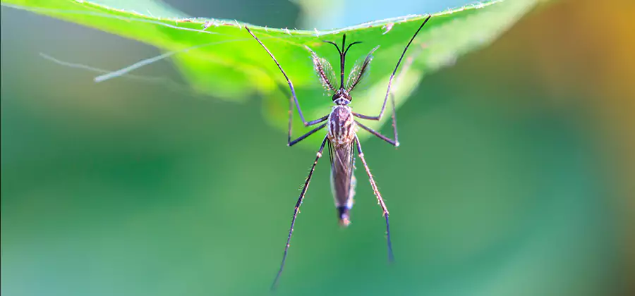 Pest and Mosquito Control for Yard and Patio in Estero