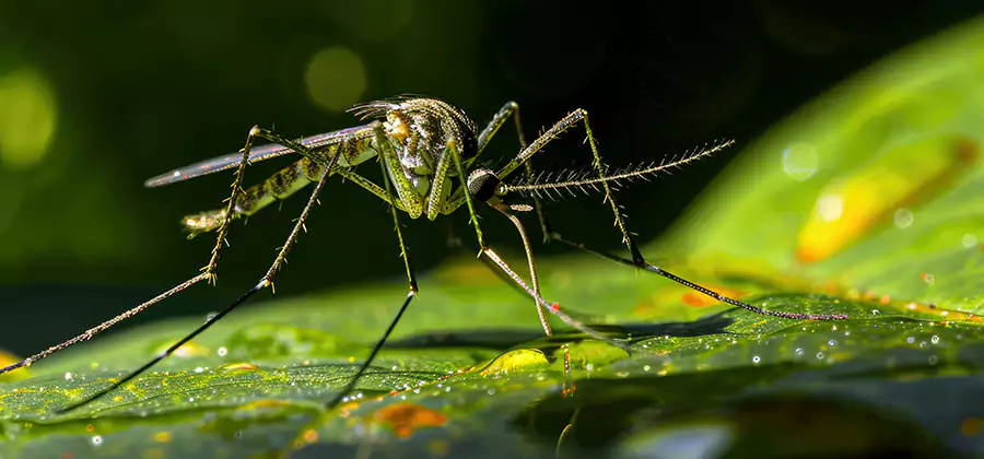 Tick and Mosquito Spray in Estero