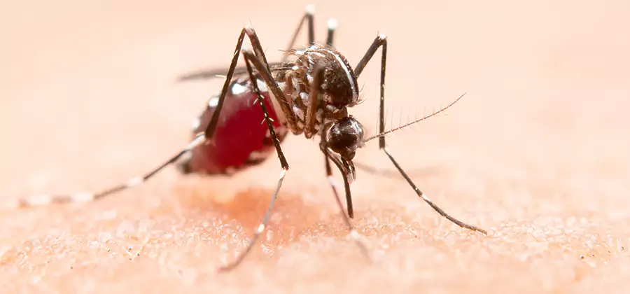 Pond Mosquito Control and Water Treatment in Estero