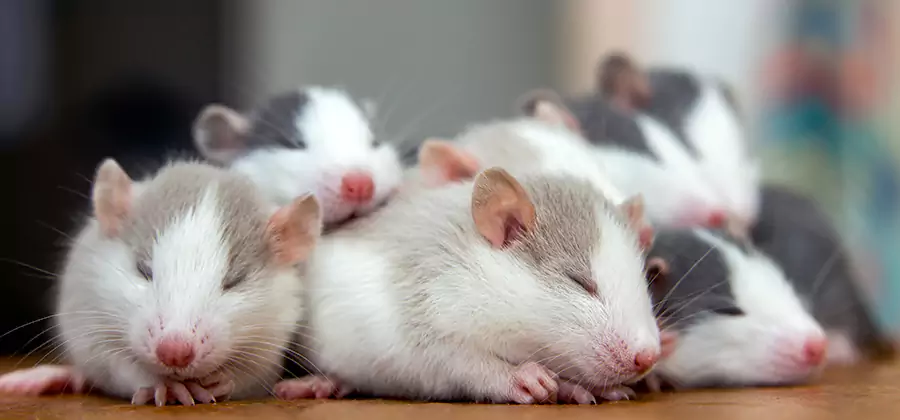 Estero Pet Safe Mice Control