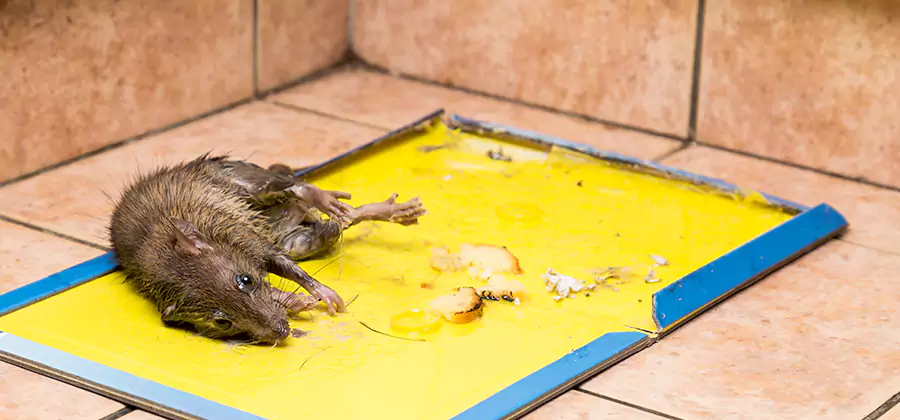 Mouse and Rat Control in Estero