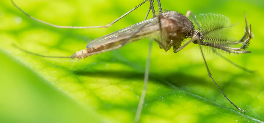 Herbal Mosquito Repellent Treatment in Estero