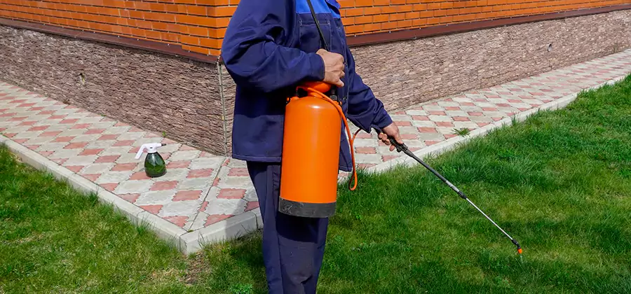 Non Toxic Termite Treatment in Estero